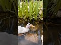 Duck Do This After Swim 4K Shorts Animal Nature