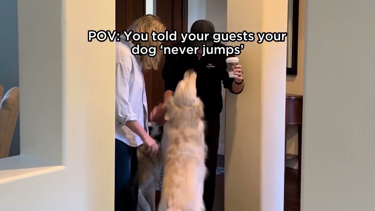 Video preview image for What is Jumping Behavior in Dogs?