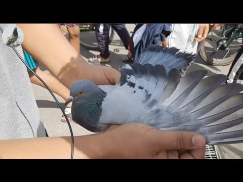 أجي تعرف كيفاش تقلب وتشري حمام لفعل من سوق الحمام