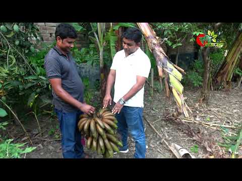 Red Banana( অগ্নি সাগর কলা)- লাভজনক যে কলার গাছের রঙ ও লাল