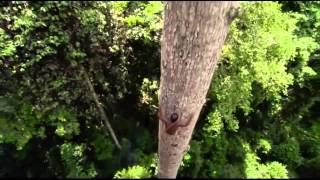 Trees - Words by Hermann Hesse