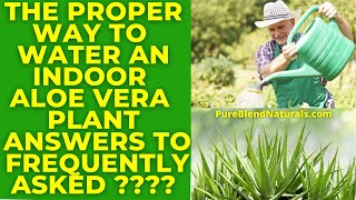 HOW OFTEN SHOULD I WATER MY INDOOR ALOE VERA PLANT - HOW MUCH WATER DOES AN ALOE PLANT NEED