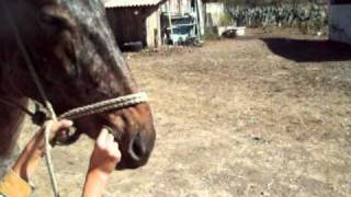 preview picture of video 'horsemanship born, Ciudad del Maíz S.L.P.'