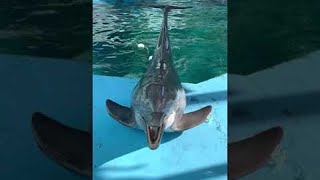 Download lagu Disebut Lumba-lumba Lucu yang Menyenangkan || ViralHog mp3 Download lagu Disebut Lumba-lumba Lucu yang Menyenangkan || ViralHog mp3