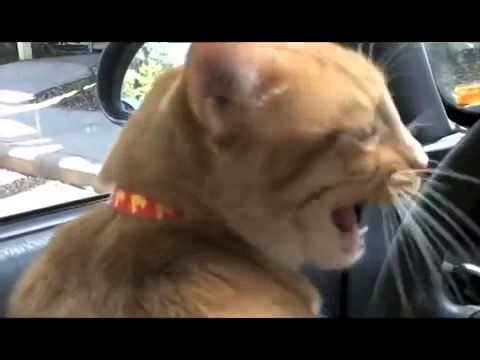 Cats Meowing and Talking Compilation Video (nowtelugu.com)