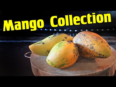 Trying Mangoes From The World's Largest Mango Collection (Angie, Nam Doc Mai, Florigon)