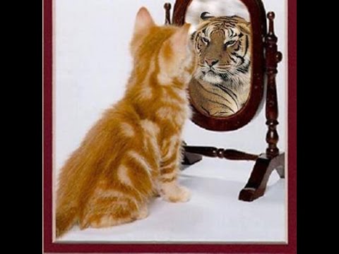 Shaban Tairi - Mendjemadhesia