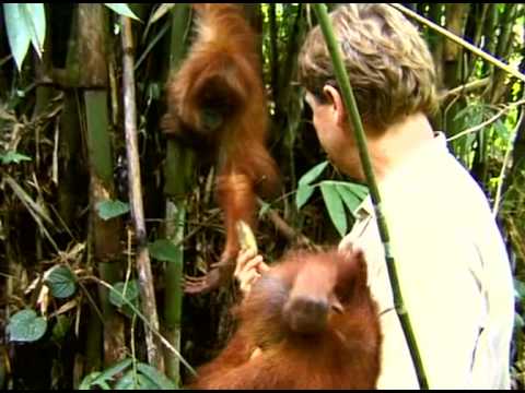 Crocodile Hunter - Faces In The Forest (Part 6)