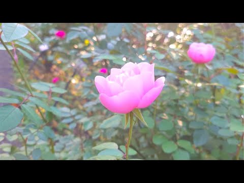 リリックビデオ