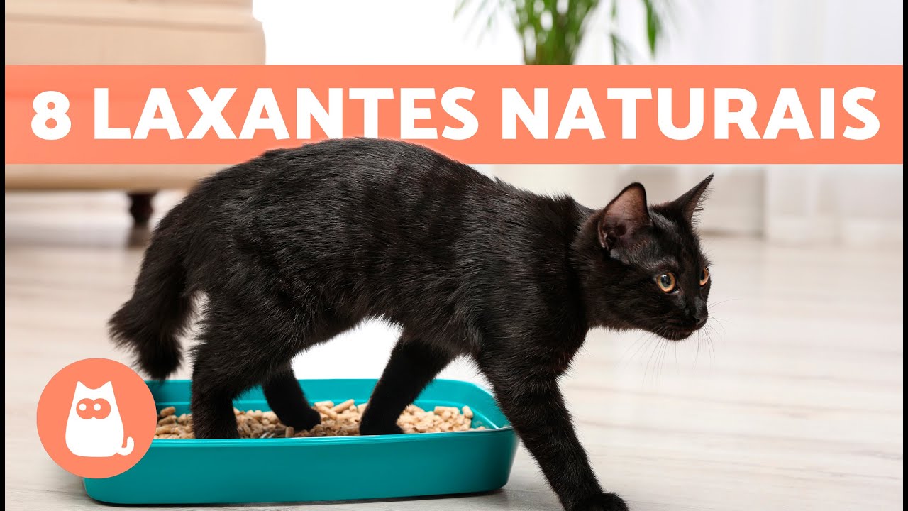8 REMÉDIOS CASEIROS PARA CONSTIPAÇÃO EM GATOS 🐱🐾 O que dar a um gato constipado?