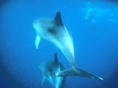 Shayni swims with dolphins!!