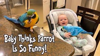 Baby Thinks Parrot is Funny!