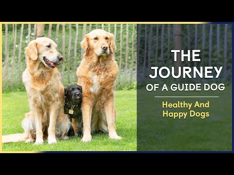 Healthy And Happy Dogs | Episode 11 | The Journey of a Guide Dog