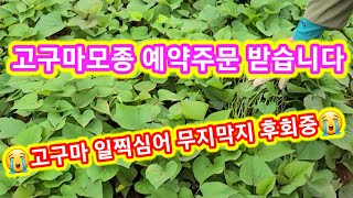 고구마모종 예약판매및 