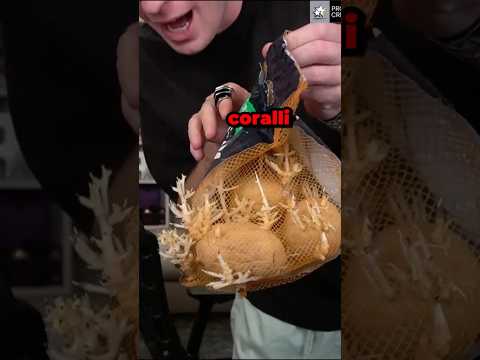 PATATE ALIENE...🙅🏼‍♀️😱