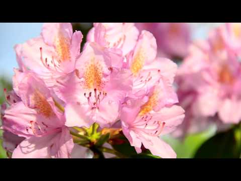 download lagu mp3 mp4 Alabama State Wildflower, download lagu Alabama State Wildflower gratis, unduh video klip Alabama State Wildflower