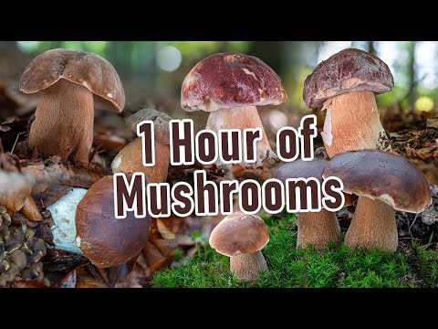 1 Hour of Mushroom Foraging - The Best of Boletus - Edulis, Reticulatus, Pinophilus - Funghi porcini