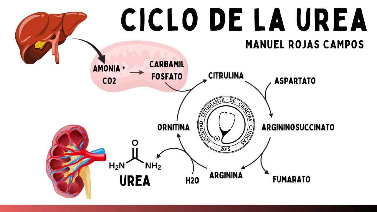 METABOLISMO DE AMINOÁCIDOS: Ciclo de la Urea | Bioquímica