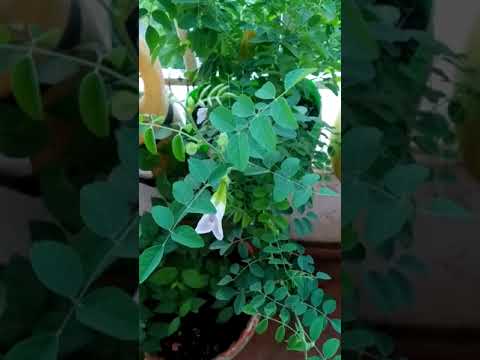 Syncom flower Arogya Nikki male chest