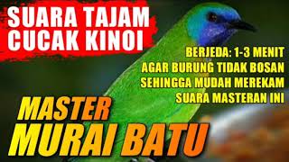 Download lagu BURUNG MASTER MURAI BATU đź”´ SUARA CUCAK KINOI berjeda 1-3 menit mp3 Download lagu BURUNG MASTER MURAI BATU đź”´ SUARA CUCAK KINOI berjeda 1-3 menit mp3