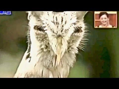Shapeshifting Transformer OWL  ...Strange Creature Defense Mechanism