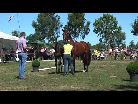 Sudweyher Fohlenschau 2018 - Kat.-Nr. 05