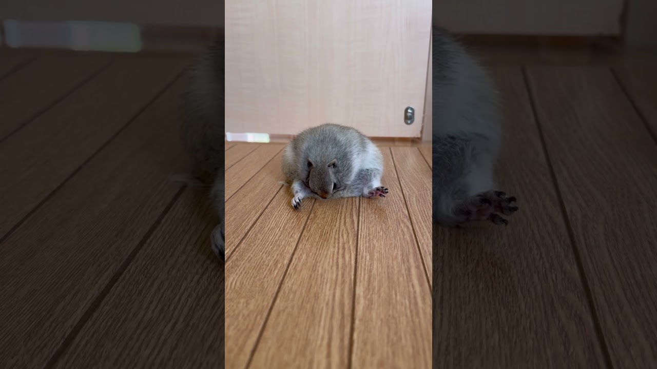 何も無い日常#リチャードソンジリス #ピー助 #リス#pets