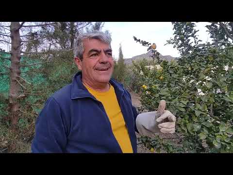 Poda de limonero para vuestro huerto o jardín.