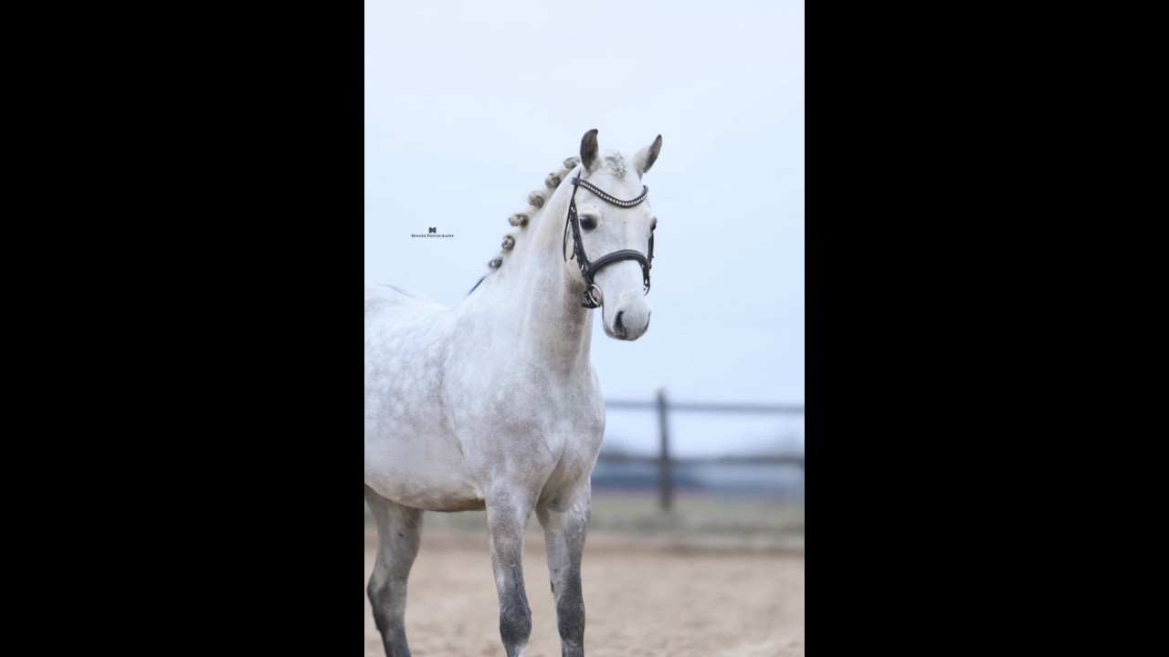 Drop Shot (- x -) video 1