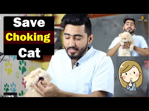Choking in Cats  || Heimlich Maneuver || How to remove choking? || Vet Furqan Younas