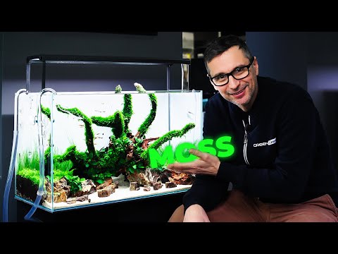 Creating a Moss-Covered Root Aquascape in a 60P Tank