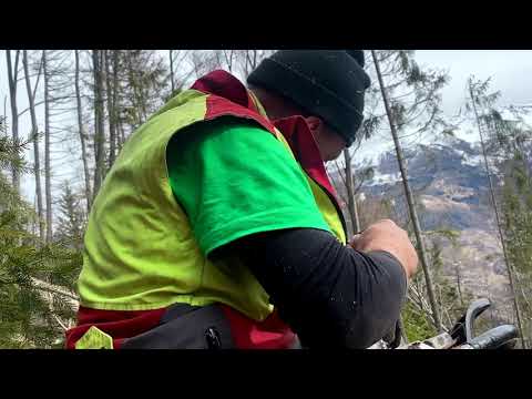 Motorsägenkette feilen im Wald |  Fichtenmoped schärfen im Wald | Kette schärfen im Wald