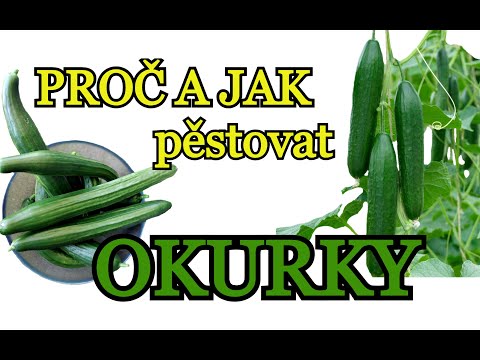 , title : 'OKURKY | Pěstování okurek v domě i v bytě | PROČ a JAK pěstovat okurky - pro začátečníky'