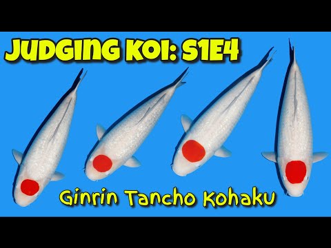 Judging Koi: S1E4 Ginrin Tancho Kohaku