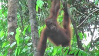 preview picture of video 'Borneo Adventure 2011 Part 3 Semenggoh Wildlife Center'