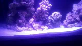 40 gallon sea clear 2 reef tank