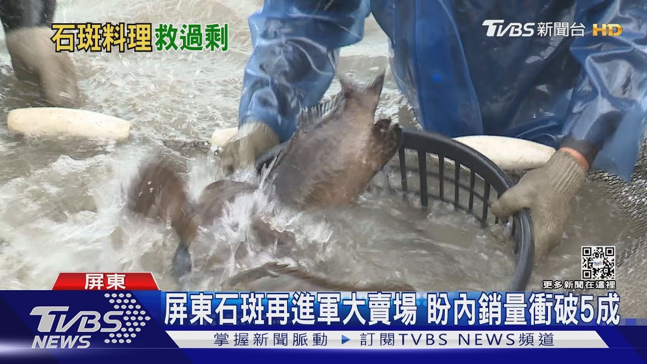 屏東石斑魚再進軍賣場 盼內銷衝破總產量5成