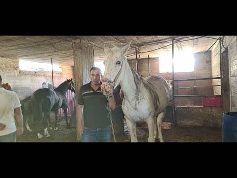 اضخم بغل في رام الله مع جمال العمواسي