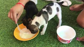 Wow! Cute Baby dogs 2024