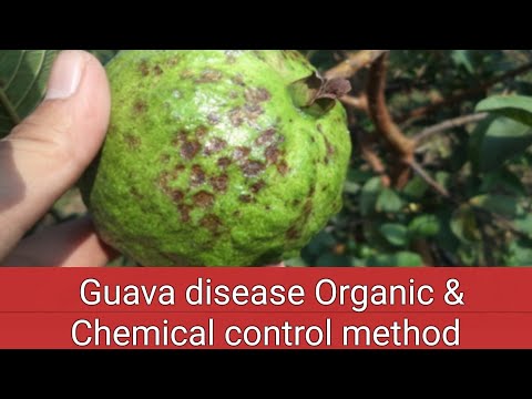 , title : 'Guava disease and there control, Guava Paste control method'