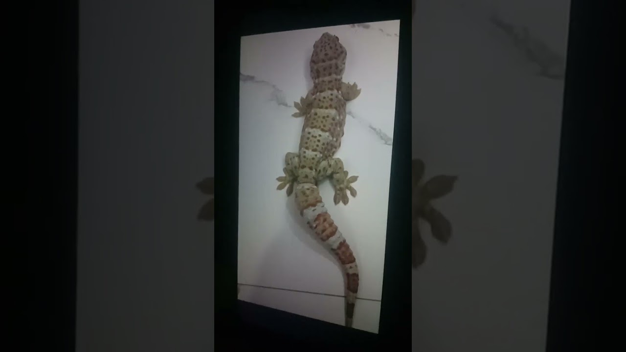 di jual 25 juta kalo ada tolong di komen sya mau beli