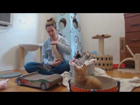 Classical Kittens - Morning Inessa Check 6-5