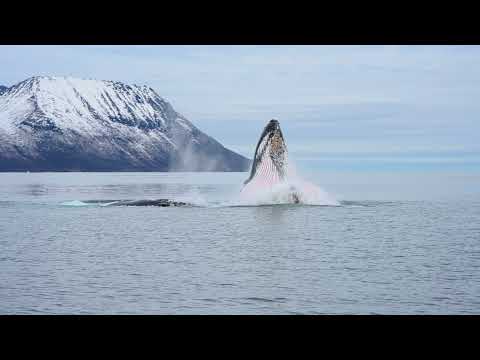 Highlights of Orca Channel Episode Three - The Ultimate Feast