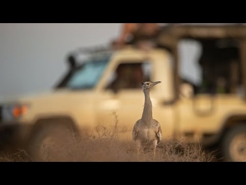 KARIBU KENYA 