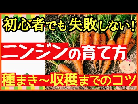 バルコニーでニンジンを育てる: これが仕組みです 植物