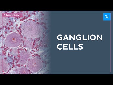 Anatomie & Behandlungswissen Videos – Interaktives Nachschlagewerk für Physio, Massage, Therapie 37 Histology of ganglion cells - Quick Histology