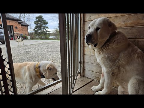 central asian shepherd  temperament