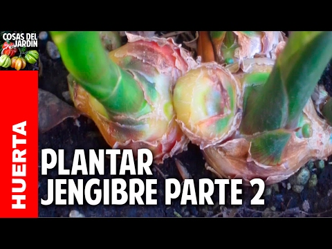 5 recetas de bebidas para aprovechar los beneficios del Jengibre