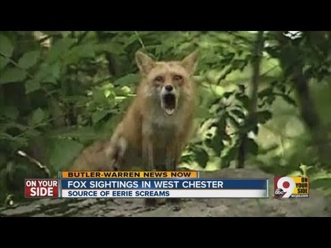 Foxes are a scream in Beckett Ridge