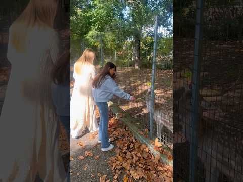 Ταΐζουμε τα ελάφια 🦌Feeding the deers #andriana #alena